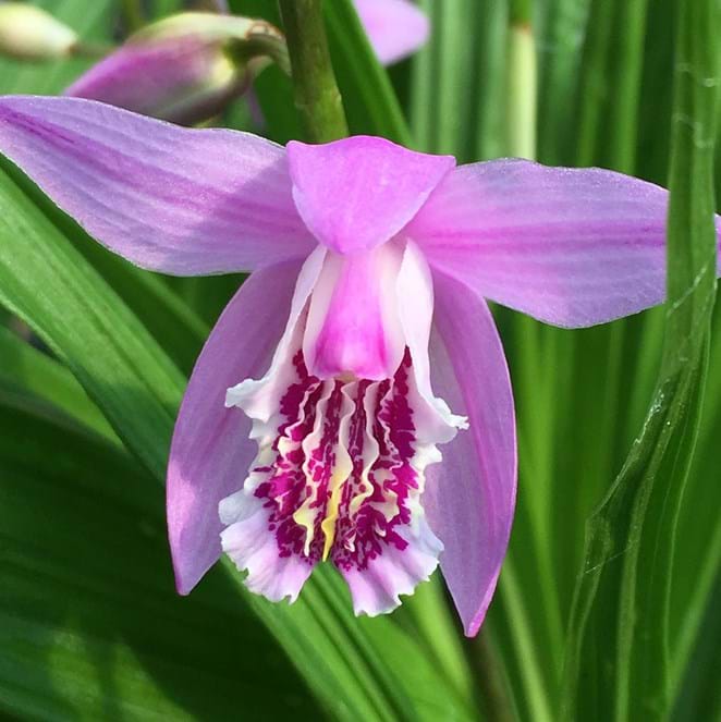 Bletilla 'Col's Candy' : One of two Bletilla hybrids registered by Colin Hunt (Image: Colin Hunt)