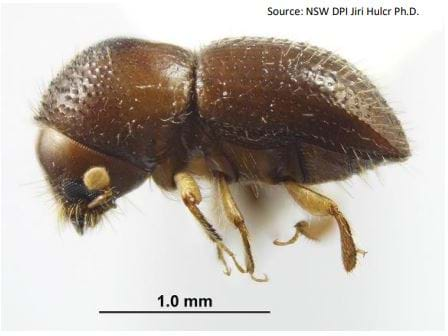 Biosecurity Alert - Euwallacea fornicatus Polyphagous shot-hole borer